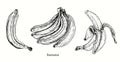 Banana fruits collection, one fruit, bunch and peeled. Ink black and white doodle drawing