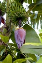 Banana Fruits and Flower 837363