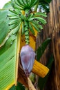 Banana fruits and flower growing and hanging on tree Royalty Free Stock Photo