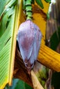 Banana fruits and flower growing and hanging on tree Royalty Free Stock Photo