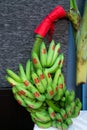 Banana Fruits with red Chinese Character stickers meaning Double Happiness in Traditional Chinese Wedding Ceremony as appropriate