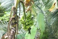 Banana fruits on the tree | Banana fruit with tree Royalty Free Stock Photo