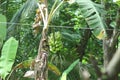 Banana fruits on the tree | Banana fruit with tree Royalty Free Stock Photo