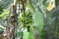 Banana fruits on the tree | Banana fruit with tree Royalty Free Stock Photo