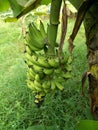 Banana fruits on the tree, musa Royalty Free Stock Photo