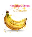 Banana fruits watercolor Vector. Delicious colorful design isolated illustrations