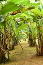 Banana garden