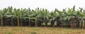 Banana Garden Panorama. Lots of banana trees