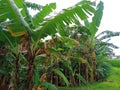 Banana garden by the river