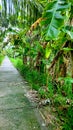 Banana garden beside the small street