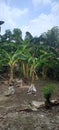 The banana garden in the yard is growing well