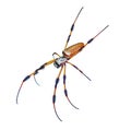 Banana golden orb weaver spider on white Royalty Free Stock Photo