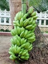 Banana, a good fruit, a beautiful picture