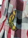 Banana of good meal