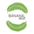 Banana green leaf logo Royalty Free Stock Photo