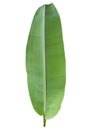 Banana Green Leaf