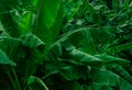 Banana green leaves on dark background. Banana leaf in tropical garden. Green leaves with beautiful pattern in tropical jungle.