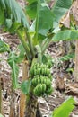 Banana growing on banana palm tree