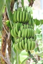 Banana growing on tree