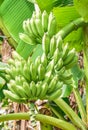 Banana Growing Wild on Lamma Island. Royalty Free Stock Photo