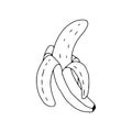 Banana half-peeled drawn outline.Fruit in the Doodle style .Black and white image.Banana isolated on a white background.Vector Royalty Free Stock Photo