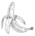 Banana half peeled. Vintage engrave black monochrome illustration. Isolated on white Royalty Free Stock Photo