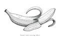 Banana hand drawing engraving style,Banana black and white clipart Royalty Free Stock Photo