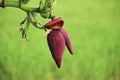 banana heart and banana tree attract attention