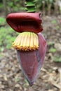 A close up of a full bloom banana heart.