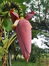 Banana heart or banana blossom is a flower that grows on a banana tree which is the embryo of the banana fruit Royalty Free Stock Photo