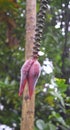 Banana Heart - Flower of Banana Tree - Musa Acuminata