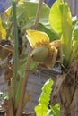 Banana heart and its flower