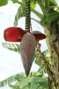 Banana heart, which is the compound flower of the banana tree. Royalty Free Stock Photo