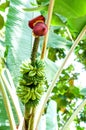 Banana inflorescence