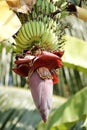 Banana inflorescence Royalty Free Stock Photo