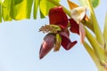 Banana inflorescence Banana flower Royalty Free Stock Photo