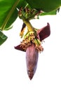 Banana inflorescence Banana flower with banana leaves. Royalty Free Stock Photo