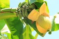 Banana inflorescence with fruits