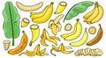 Banana isolated color set icon. Vector illustration tropical fruit on white background.color vector set icon banana Royalty Free Stock Photo