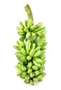 The Banana isolated on white background. Bunch of bananas isolated. Green bunch of bananas isolated. Bundle of bananas isolated