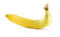 Banana isolated white background Royalty Free Stock Photo