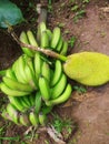 Banana and jackfruit Young jackfruit is very delicious to cook coconut milk