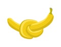 Banana knot isolated. Utopian fruit vector illustration