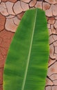 Banana leaf Royalty Free Stock Photo