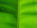 Banana Leaf Royalty Free Stock Photo