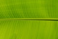 Banana leaf