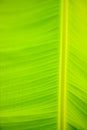 Banana leaf abstract Royalty Free Stock Photo