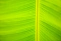 Banana leaf abstract Royalty Free Stock Photo