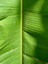 banana leaf abstract pattern green matte