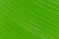 Banana leaf background texture Royalty Free Stock Photo